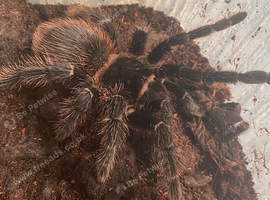 Brazilian Salmon pink goliath tarantulas