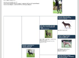 Bullherder breeding puppies born march