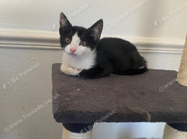 Female kitten