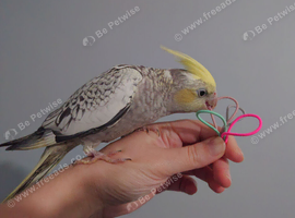 Hand reared silly tame DNA sexed baby cockatiels