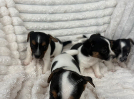 4 Jack Russel Puppy&rsquo;s