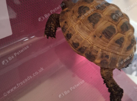 Horsefield tortoise