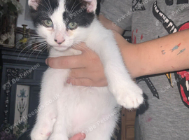 9 weeks old kitten
