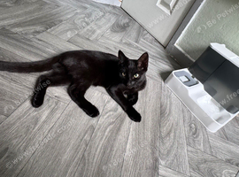 Black Bombay Male Kitten