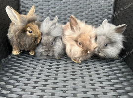 Lionhead lops ready to go!
