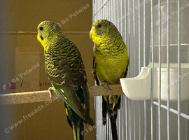 Hi for sale my blackwings pair healthy and active