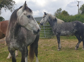 Irish draught x cob mare 5 year old
