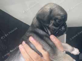 Beautiful Pug Puppies Ready 5th November