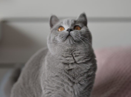 GCCF reg pedigree kitten