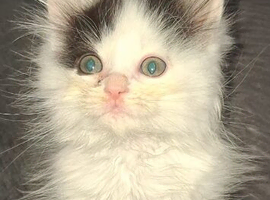 Kittens