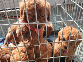 5 cockapoo pups 8 weeks old ready to go