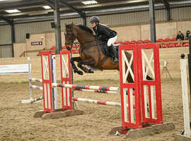 16,3 tb mare for sale