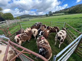 Dutch spotted ewe lambs