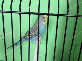 Budgies