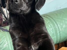 I have 3 lab puppies for sale