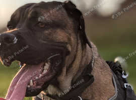 Stud ,, cane corsos ,Looking for love