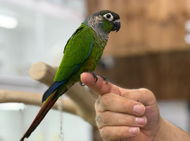 Green cheek conure