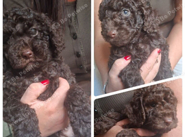 Purebred Miniature Poodle Puppies