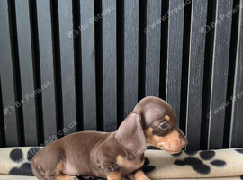 dachshund puppies (miniature)