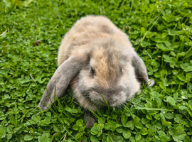 Blue harli giant french lop boys