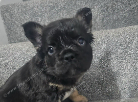 Fluffy french bulldog puppies