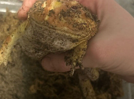 Two adult pac man frogs