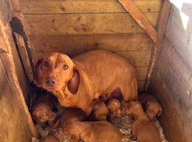 Beautiful Cockzler Puppies