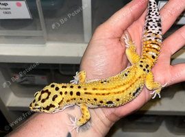 Female Mack Snow Pied Eclipse