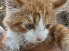 ginger kitten
