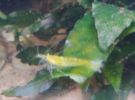 Necrodina shrimp