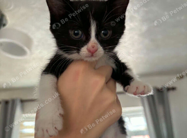 Kittens for sale