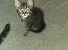 11 week female kitten