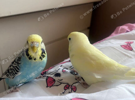Budgies