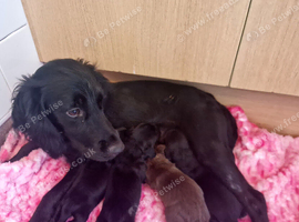 Beautiful cocker spaniel puppies