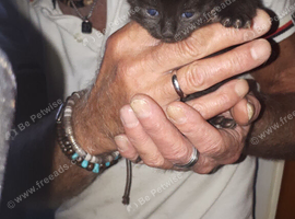 3 kittens 3 weeks old  ready in 5 weeks