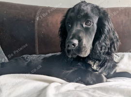 Show Cocker