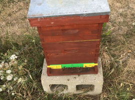 Bee Hive with full colony, this years queen - Health active Hive (Langstroth Hive)