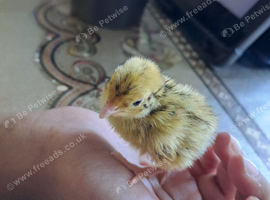 Healthy Quails, Chicks & Fertile Eggs available