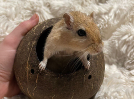 4 gerbils 2 male and 2 females