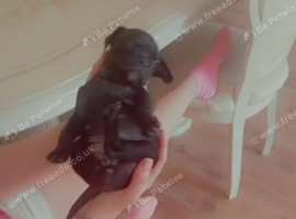 Beautiful 8 week old male French bulldog pup