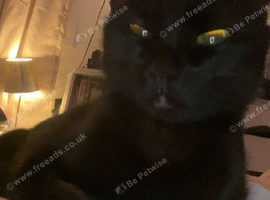 black cat