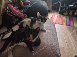 Maincoon x Siamese Equisite Kittens Ready Now