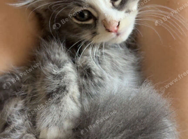 Norwegian cross Maine coon kittens