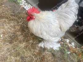 Healthy young Brahma