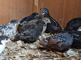 Chinese painted quail selling altogether