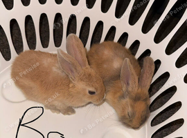 Baby rabbits