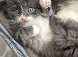 Ragdoll cross kittens