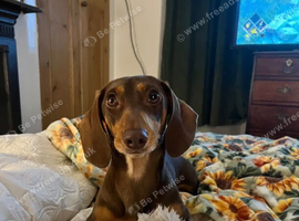Alma - almost 2 year old spayed mini dachshund