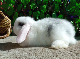️Mini lop️