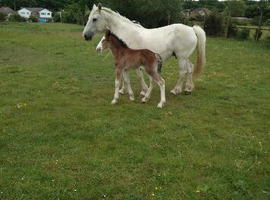 Cob x clydesdale filly